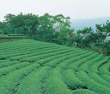 茶王茶畑風景